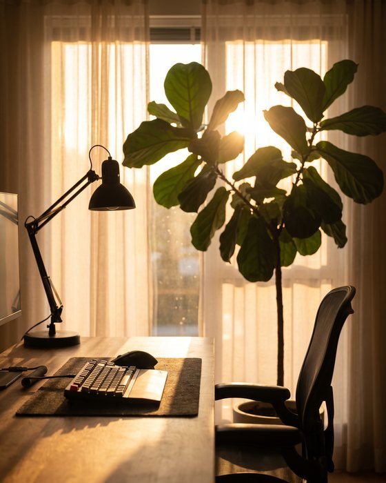 A sunlit desk with a potted plant beside a window with sheer curtains